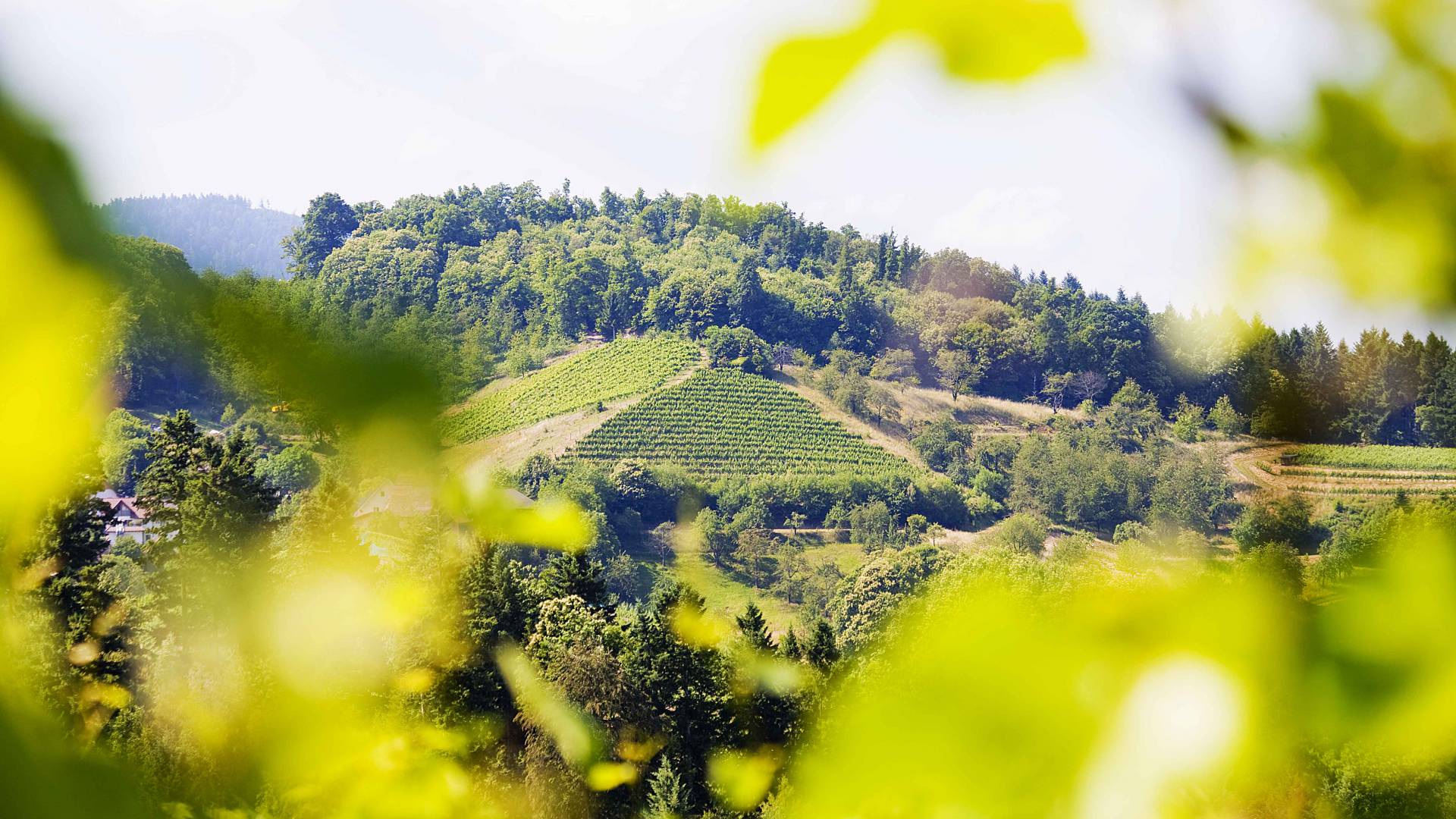 Blick auf Reben und den Schwarzwald