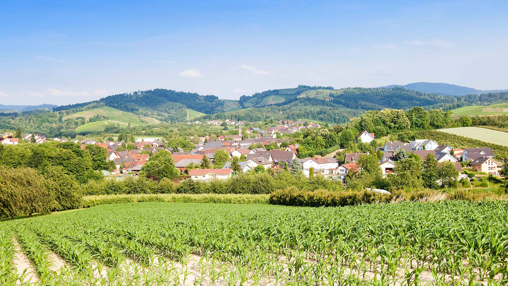 Blick in die Weinreben und den Schwarzwald im Sommer